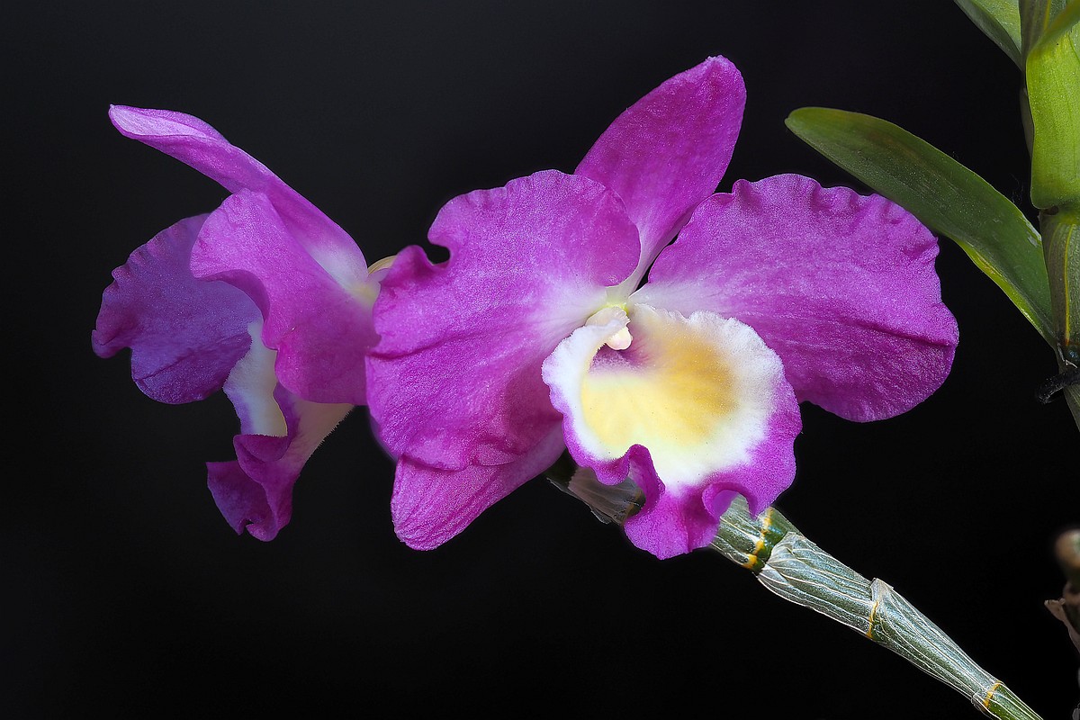 Nazwa:  dendrobium01911-16p.jpg
Wyświetleń: 243
Rozmiar:  212,5 KB