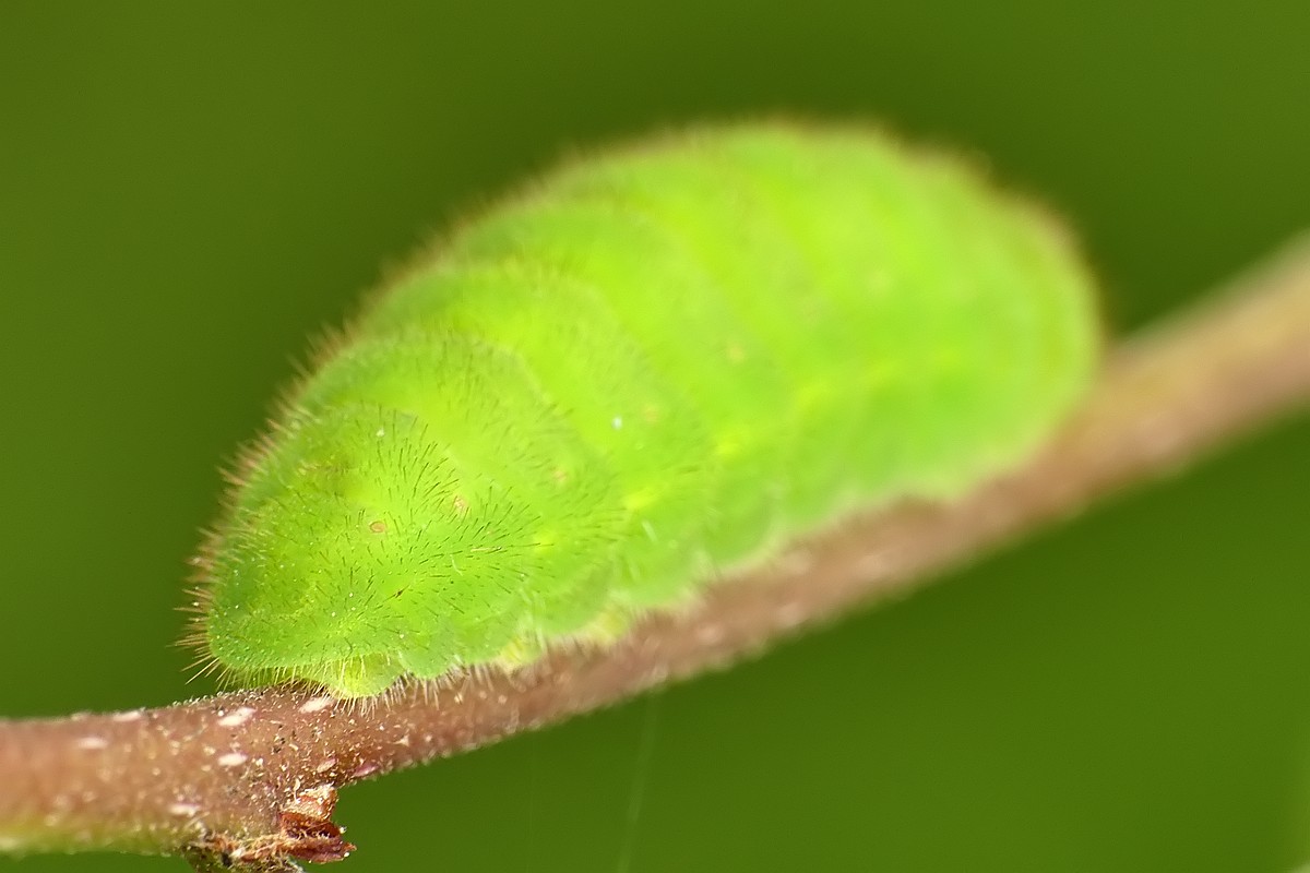 Nazwa:  gasienica33066cf.jpg
Wyświetleń: 139
Rozmiar:  109,3 KB