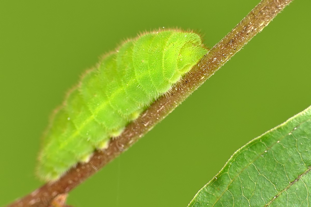 Nazwa:  gasienica33065cf.jpg
Wyświetleń: 148
Rozmiar:  150,3 KB