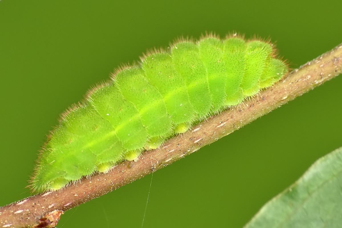 Nazwa:  gasienica33068cf.jpg
Wyświetleń: 135
Rozmiar:  166,6 KB