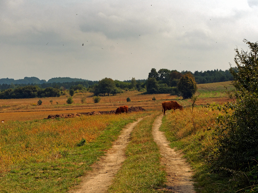 Nazwa:  P9010051_D.jpg
Wyświetleń: 114
Rozmiar:  428,4 KB