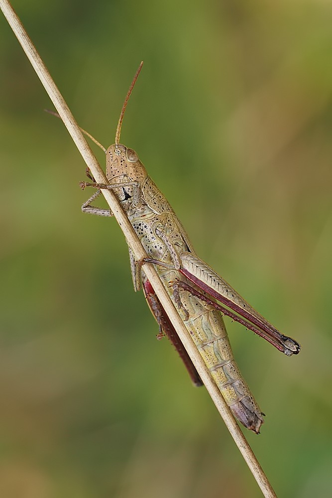 Nazwa:  konik002647ef.jpg
Wyświetleń: 127
Rozmiar:  87,7 KB