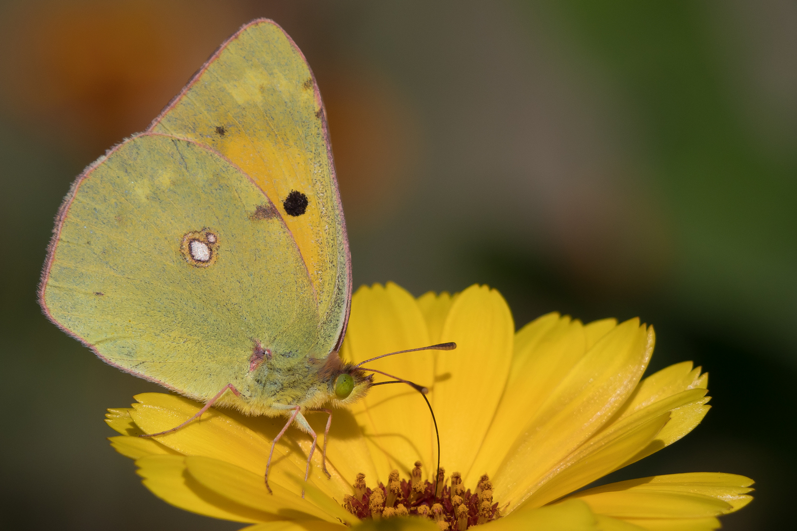 Nazwa:  P1075042LR.jpg
Wyświetleń: 253
Rozmiar:  972,0 KB