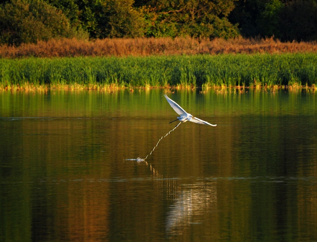 Kliknij obrazek, aby uzyskać większą wersję

Nazwa:	czapla w locie 1.jpg
Wyświetleń:	253
Rozmiar:	612,2 KB
ID:	204478