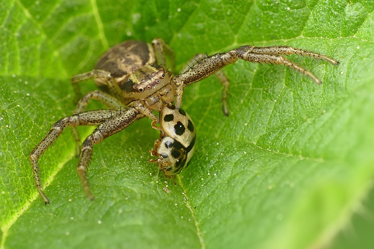 Nazwa:  bokochod72915cf.jpg
Wyświetleń: 184
Rozmiar:  299,5 KB