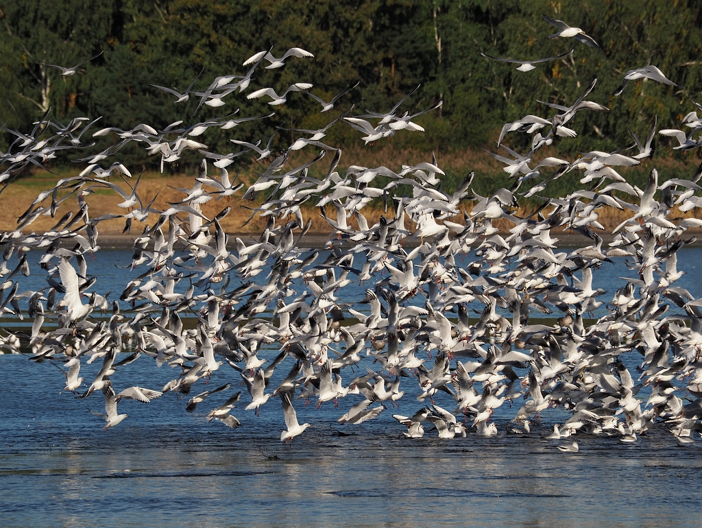 Nazwa:  P9300613.jpg
Wyświetleń: 137
Rozmiar:  812,2 KB