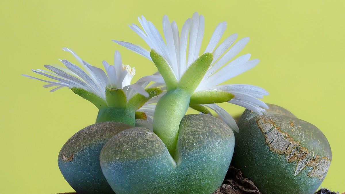 Nazwa:  Lithops stack OL06567-80.jpg
Wyświetleń: 153
Rozmiar:  197,5 KB
