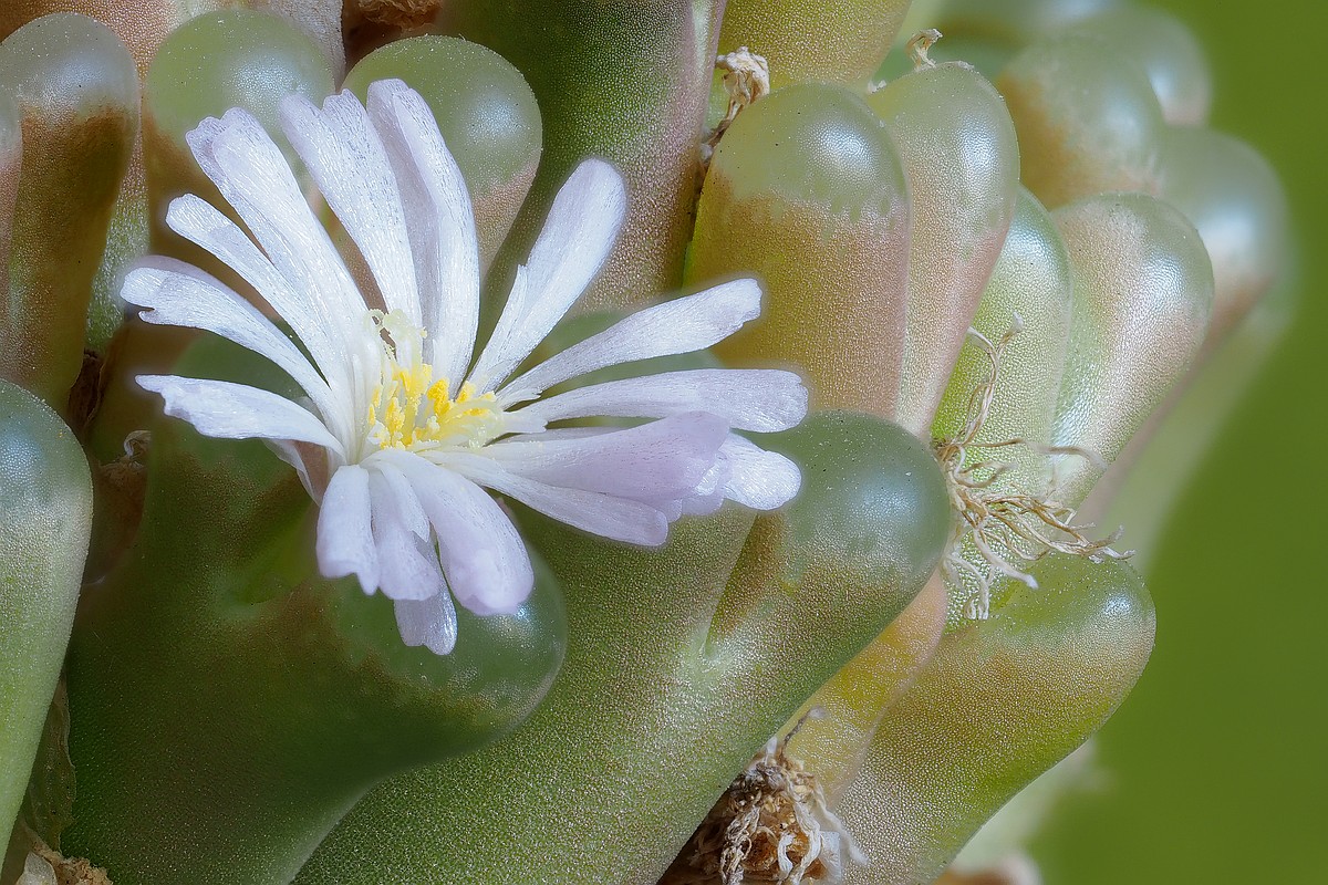 Nazwa:  Opthalmophyllum stack OL07015-44.jpg
Wyświetleń: 164
Rozmiar:  337,3 KB