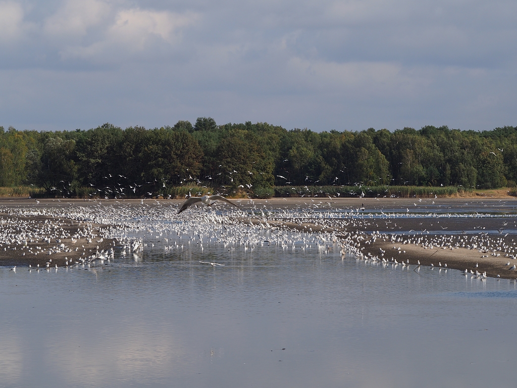 Nazwa:  PA020538.jpg
Wyświetleń: 239
Rozmiar:  591,4 KB