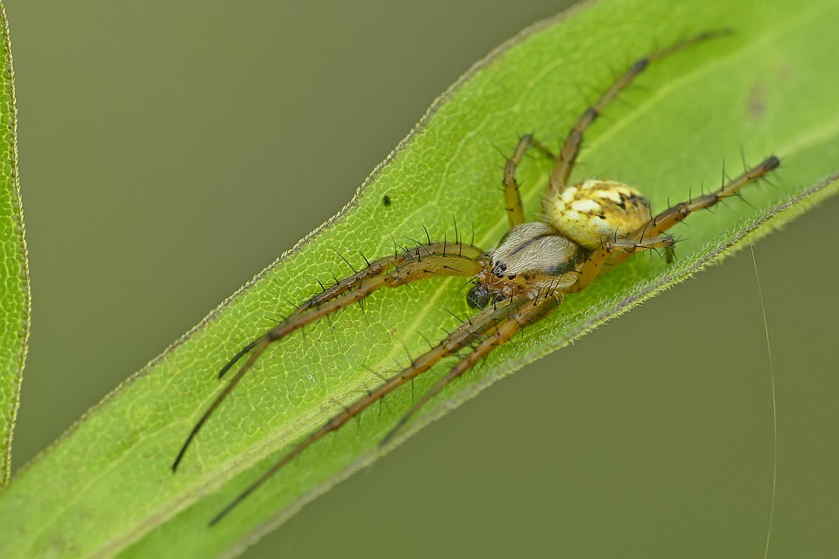 Nazwa:  kolosz38465cf.jpg
Wyświetleń: 156
Rozmiar:  152,0 KB