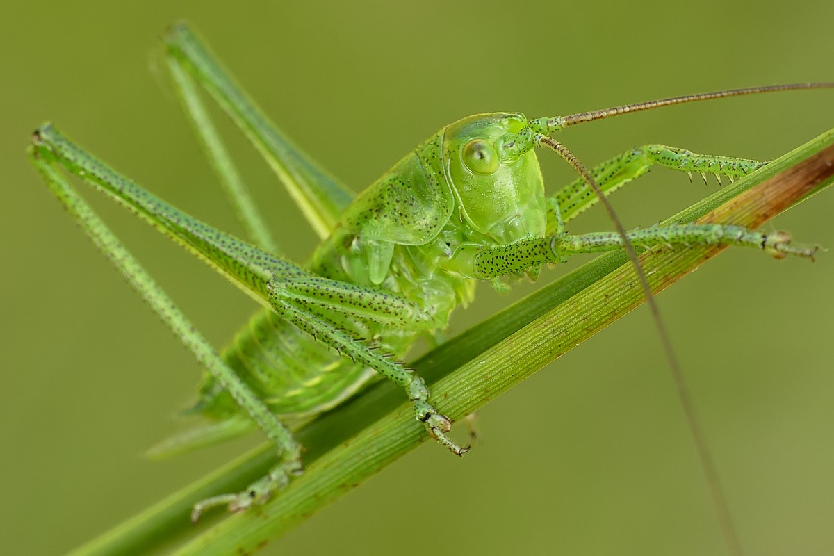 Nazwa:  pasikonik27741cf.jpg
Wyświetleń: 316
Rozmiar:  138,9 KB