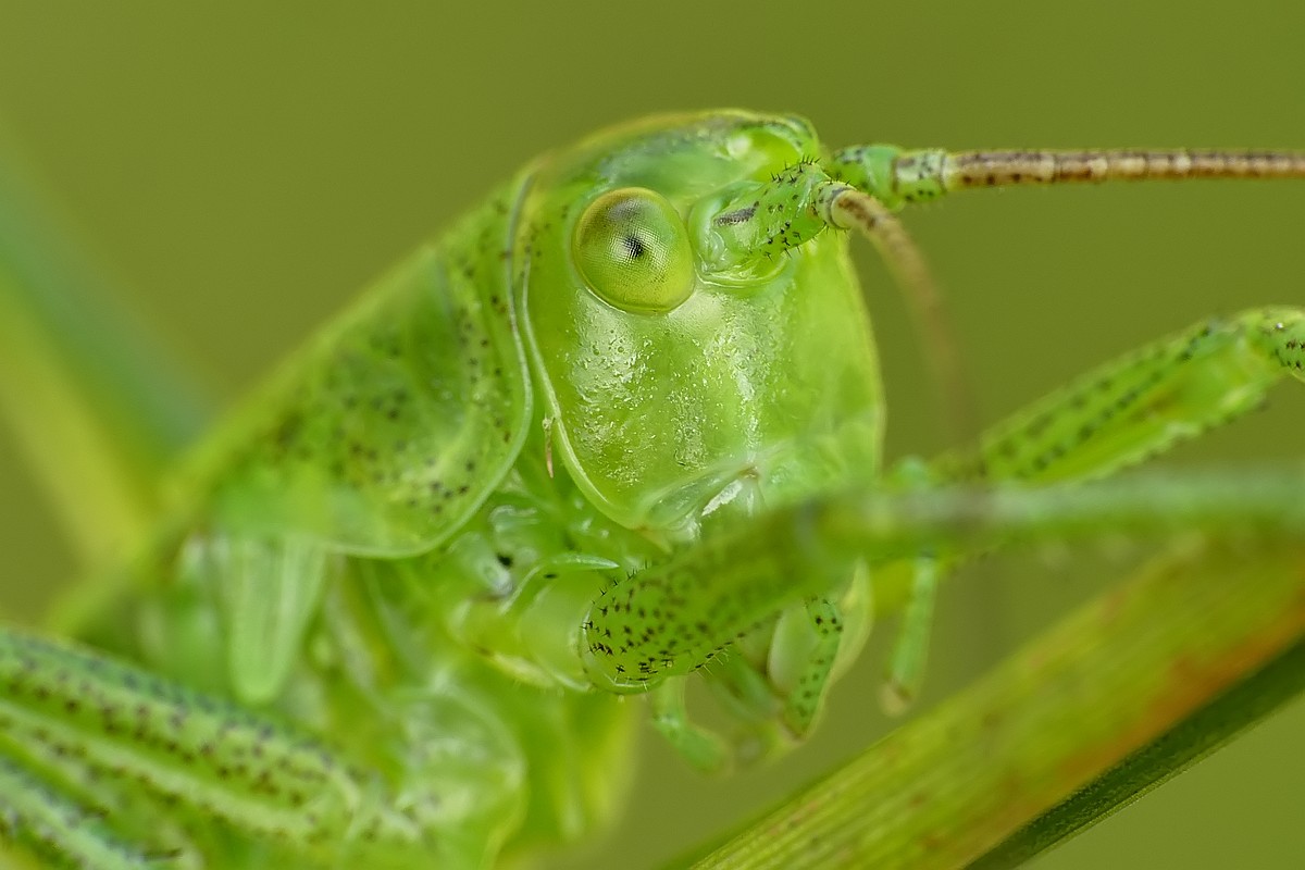 Nazwa:  pasikonik27704cf.jpg
Wyświetleń: 321
Rozmiar:  125,6 KB