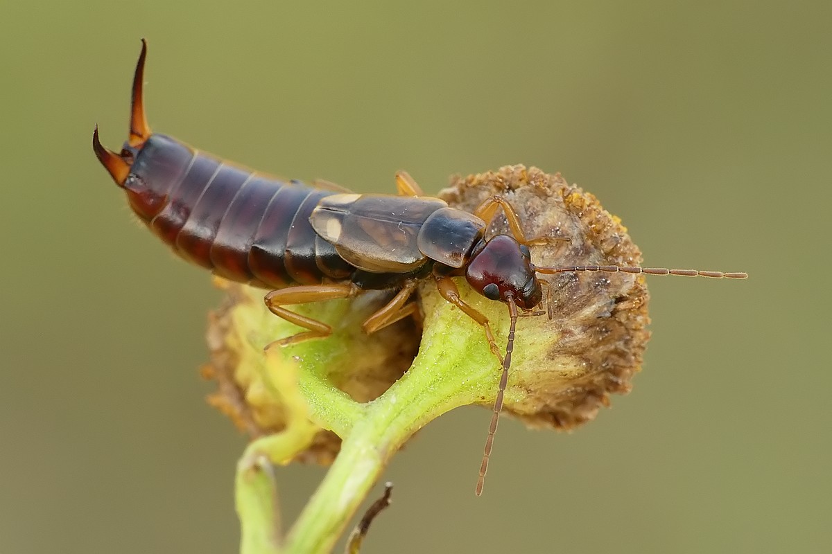 Nazwa:  skorek64421cf.jpg
Wyświetleń: 289
Rozmiar:  118,8 KB