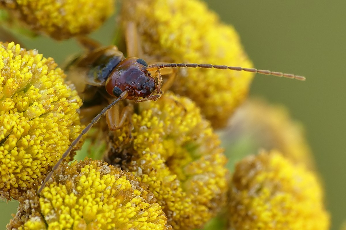 Nazwa:  skorek57958cf.jpg
Wyświetleń: 290
Rozmiar:  196,9 KB