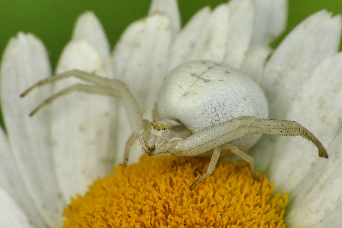 Nazwa:  kwietnik15743cf.jpg
Wyświetleń: 266
Rozmiar:  169,3 KB