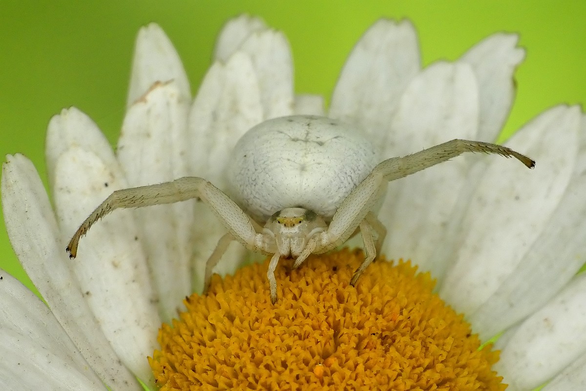 Nazwa:  kwietnik15729cf.jpg
Wyświetleń: 253
Rozmiar:  177,4 KB