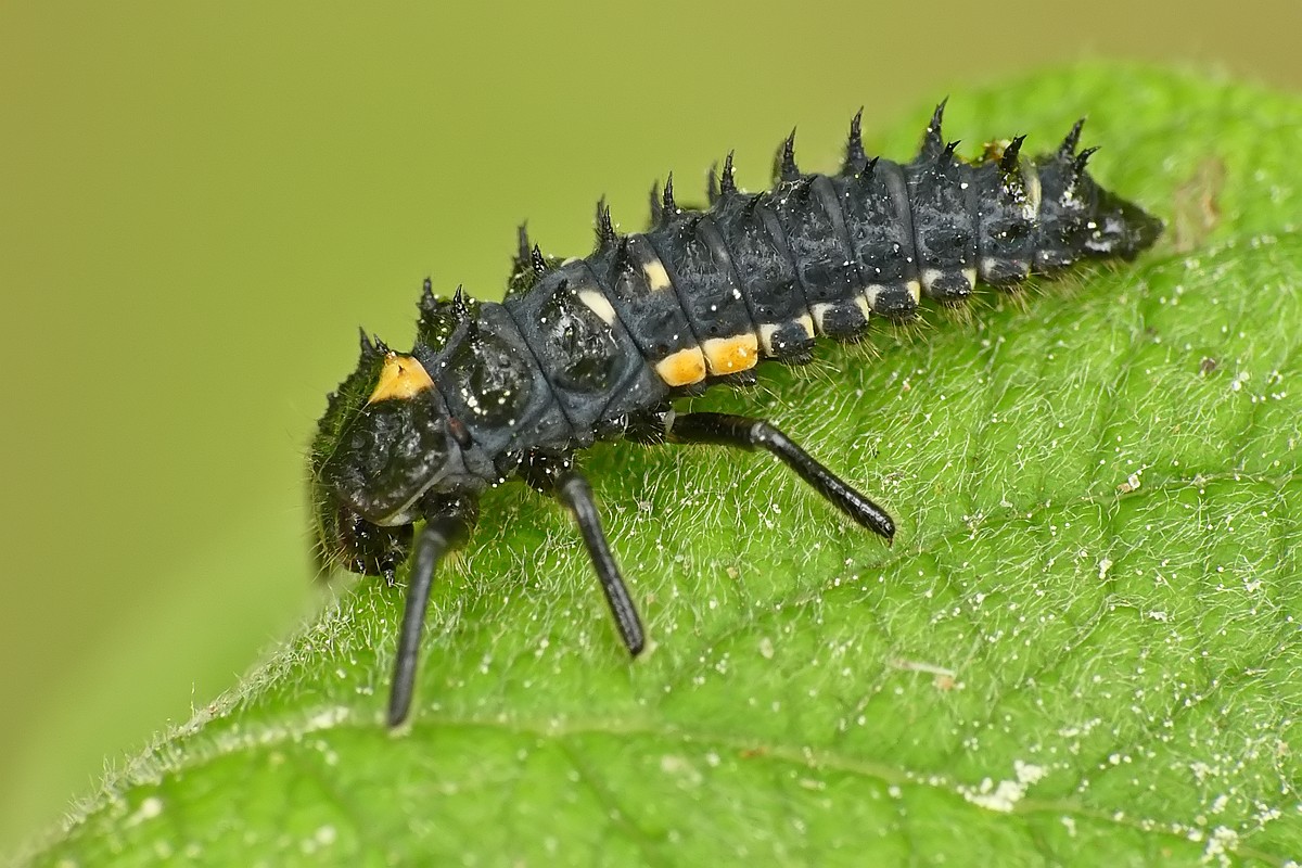 Nazwa:  larwa15802cf.jpg
Wyświetleń: 230
Rozmiar:  244,1 KB