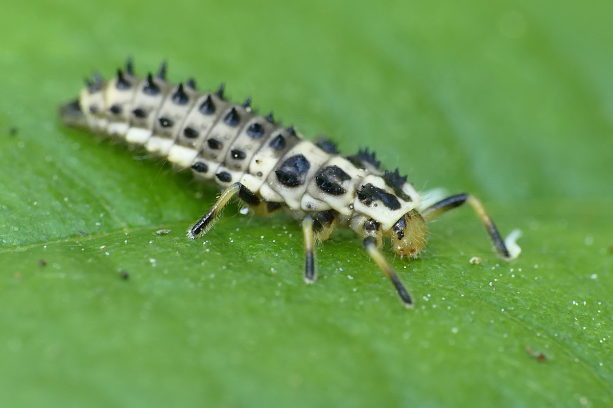 Nazwa:  larwa25784f.jpg
Wyświetleń: 239
Rozmiar:  123,7 KB