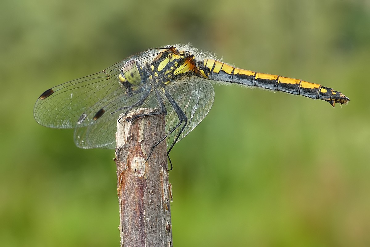 Nazwa:  ważka59947cf.jpg
Wyświetleń: 227
Rozmiar:  167,2 KB