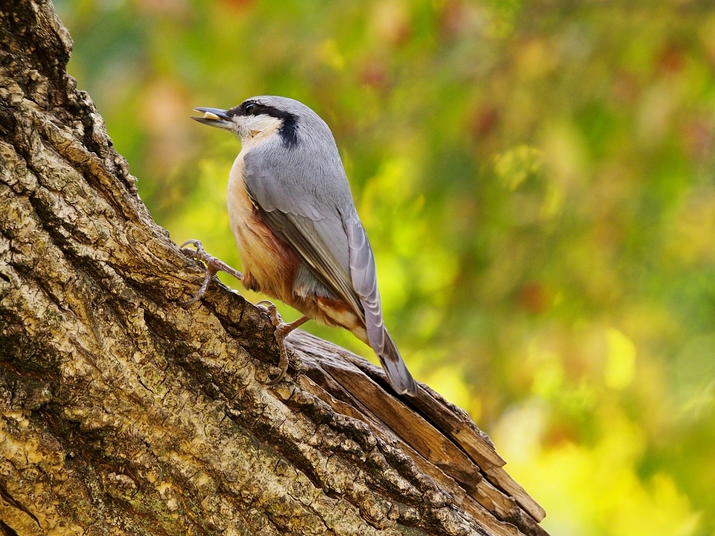 Nazwa:  kowalik.jpg
Wyświetleń: 206
Rozmiar:  644,1 KB