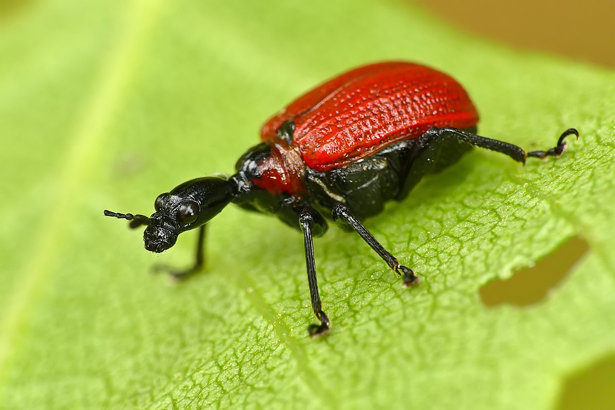 Nazwa:  oszynda17876cf.jpg
Wyświetleń: 218
Rozmiar:  177,0 KB