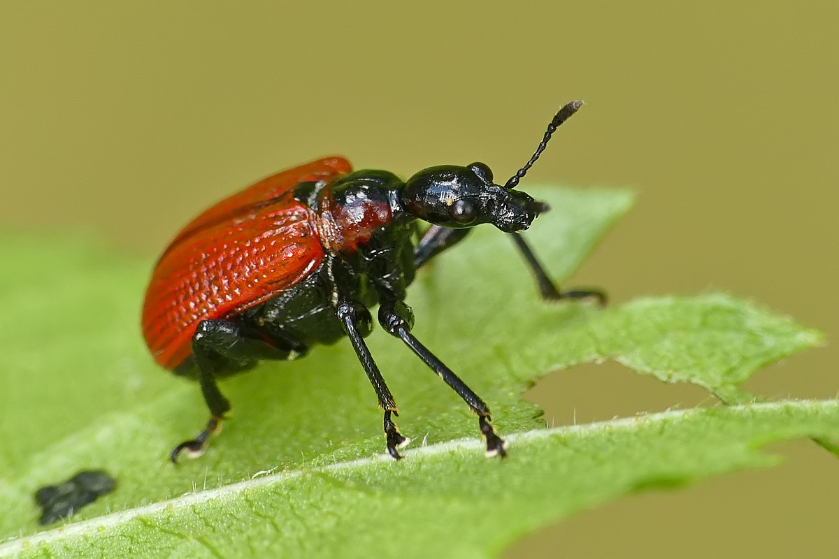 Nazwa:  oszynda44416cf.jpg
Wyświetleń: 198
Rozmiar:  144,1 KB