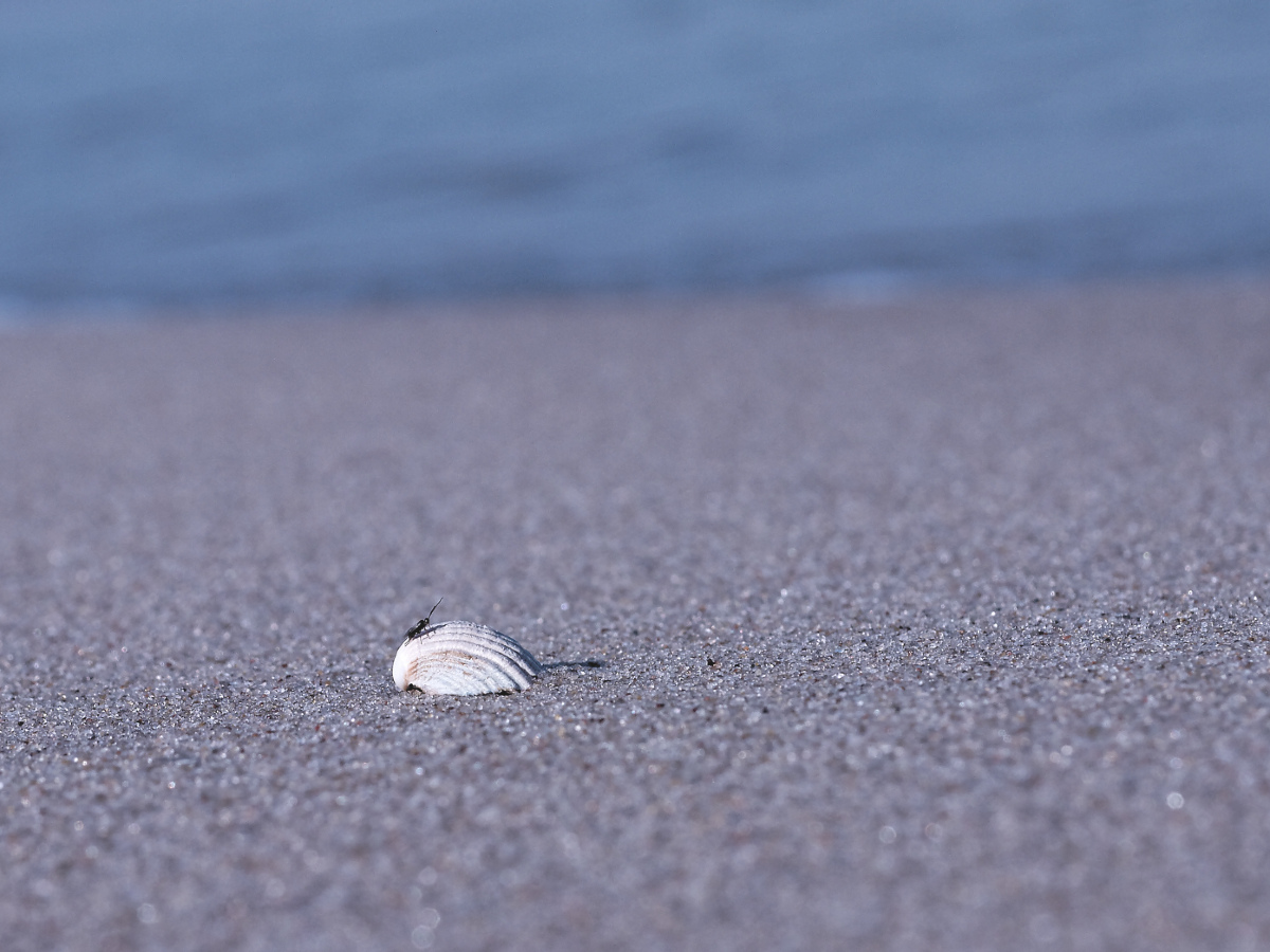 Nazwa:  PA173376_DxO.jpg
Wyświetleń: 101
Rozmiar:  361,5 KB