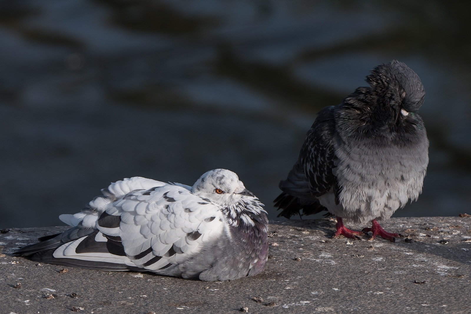 Nazwa:  P1075437.jpg
Wyświetleń: 210
Rozmiar:  990,9 KB