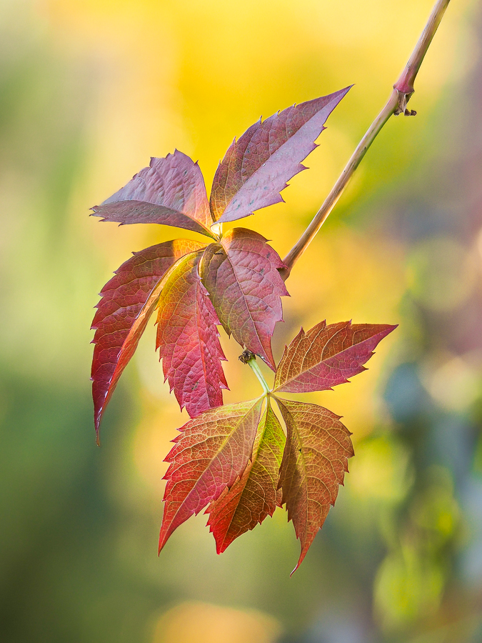 Nazwa:  PA180036.jpg
Wyświetleń: 242
Rozmiar:  558,7 KB