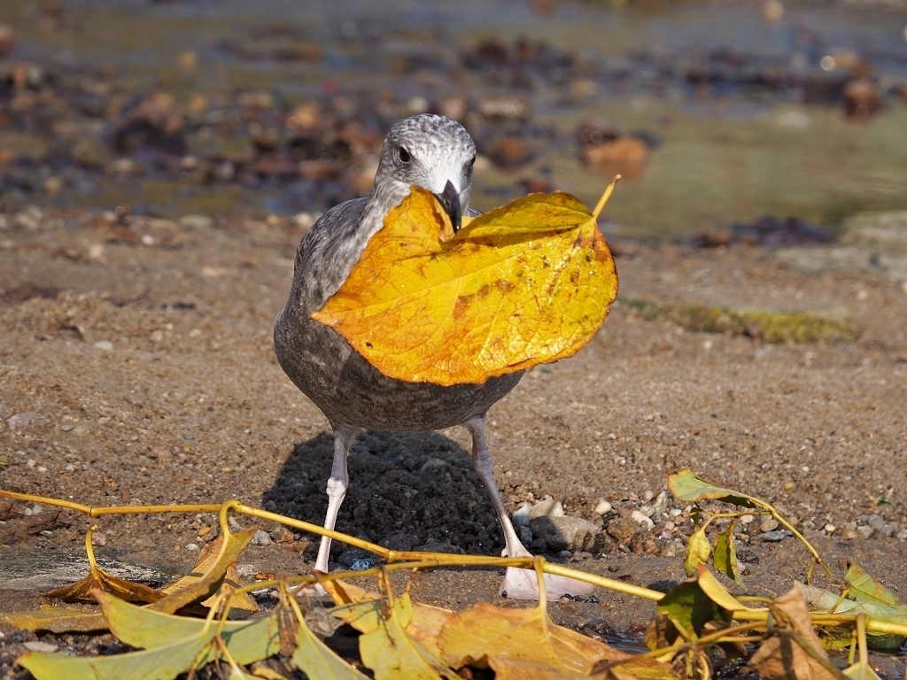 Nazwa:  jesiennie 3.jpg
Wyświetleń: 215
Rozmiar:  574,3 KB