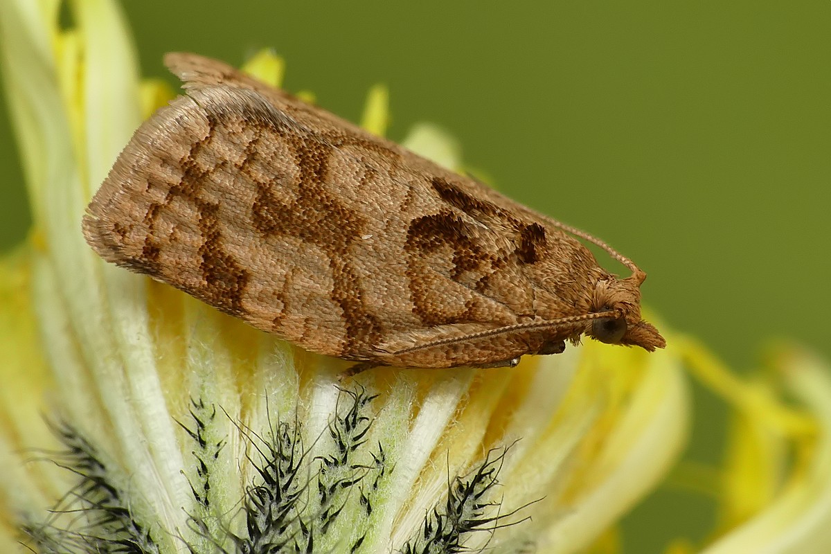 Nazwa:  cma18260cf.jpg
Wyświetleń: 215
Rozmiar:  219,9 KB