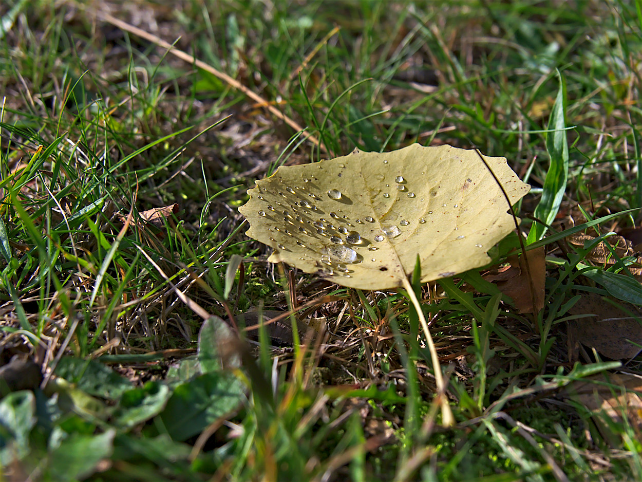 Kliknij obrazek, aby uzyskać większą wersję

Nazwa:	PA260016ol.jpg
Wyświetleń:	144
Rozmiar:	453,3 KB
ID:	205156