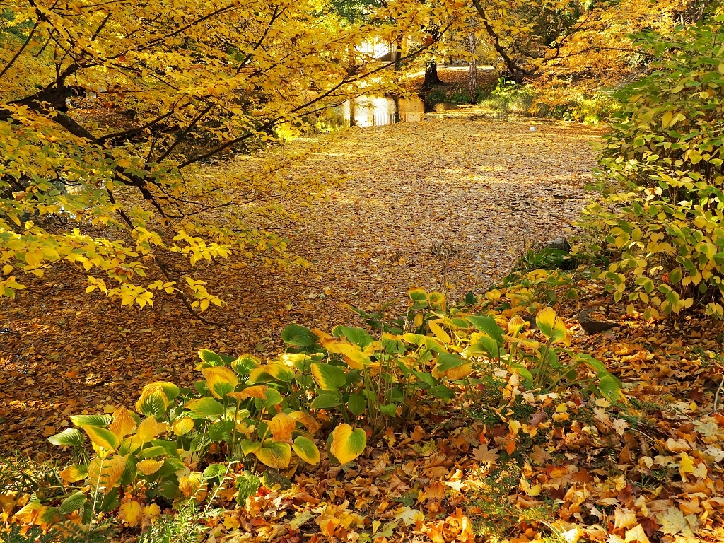 Nazwa:  jesiennie 5.jpg
Wyświetleń: 139
Rozmiar:  945,4 KB