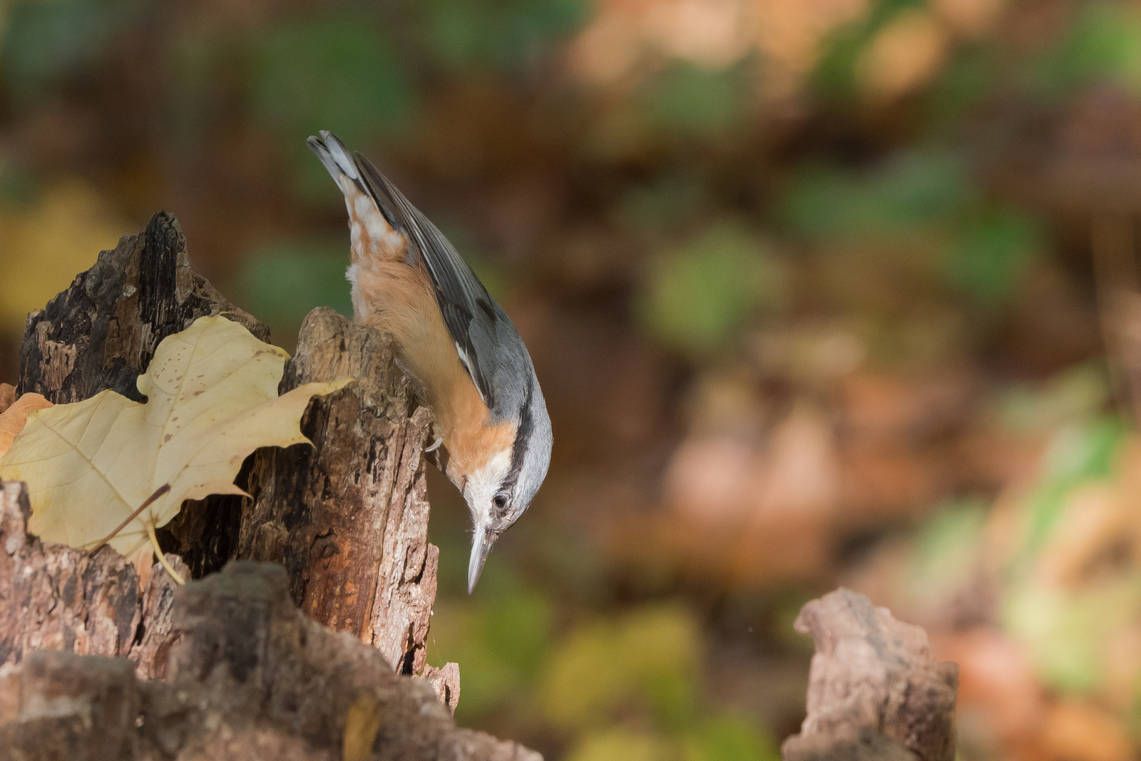 Nazwa:  P1075586.jpg
Wyświetleń: 180
Rozmiar:  957,5 KB