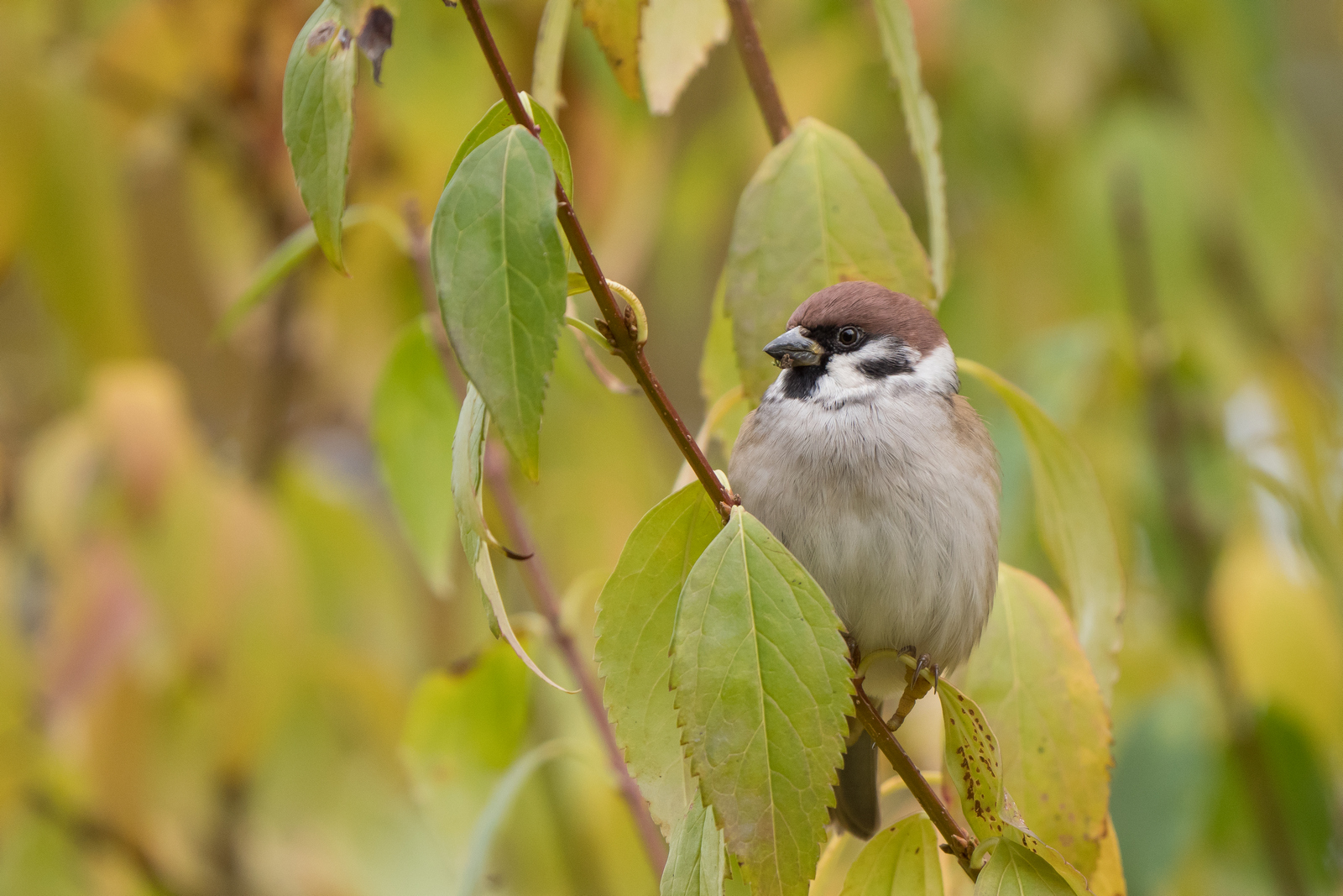 Nazwa:  P1075675.jpg
Wyświetleń: 189
Rozmiar:  859,3 KB