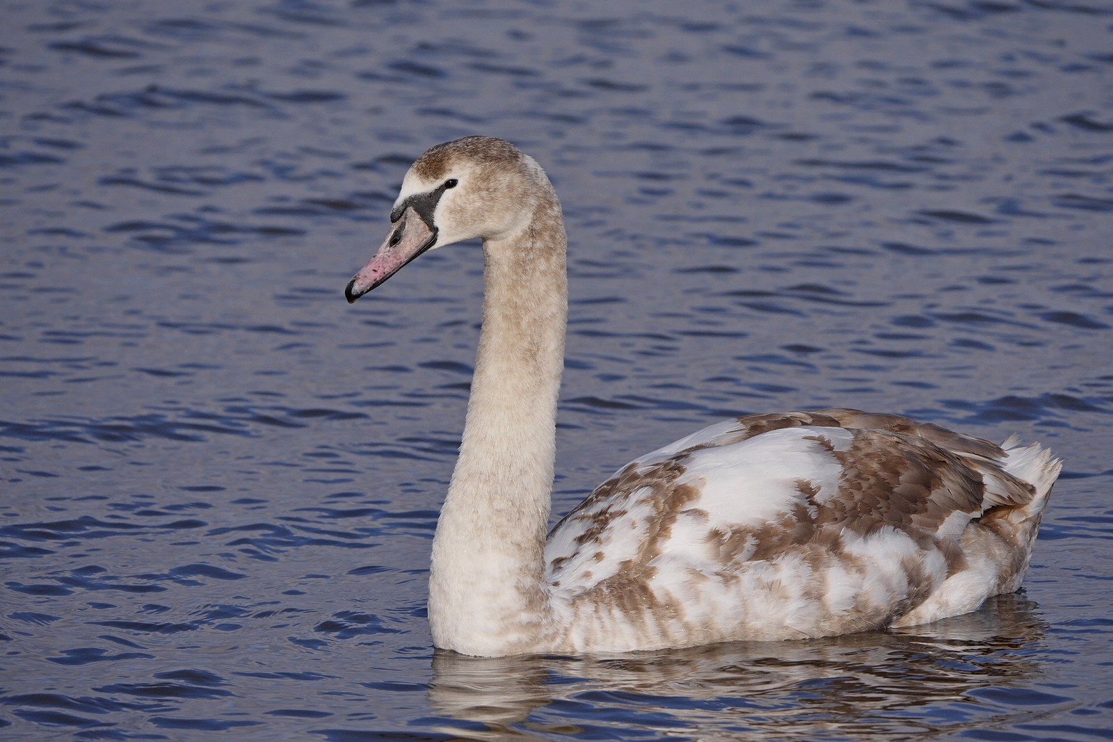 Nazwa:  P1190755.jpg
Wyświetleń: 181
Rozmiar:  356,3 KB