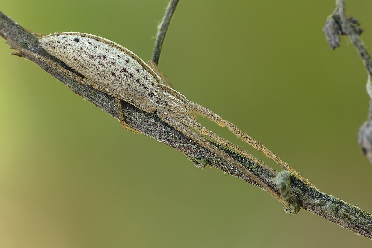 Nazwa:  Tibellus29937cf.jpg
Wyświetleń: 256
Rozmiar:  155,4 KB