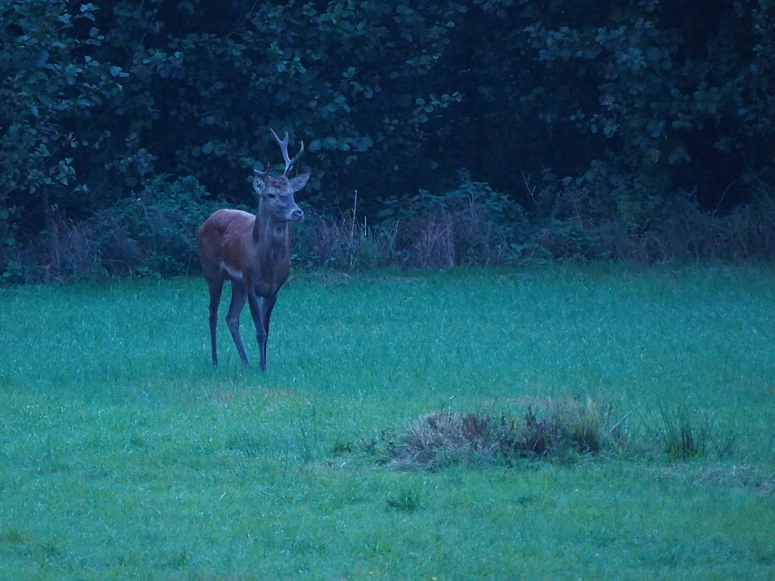 Nazwa:  P9170136_1.jpg
Wyświetleń: 307
Rozmiar:  531,5 KB