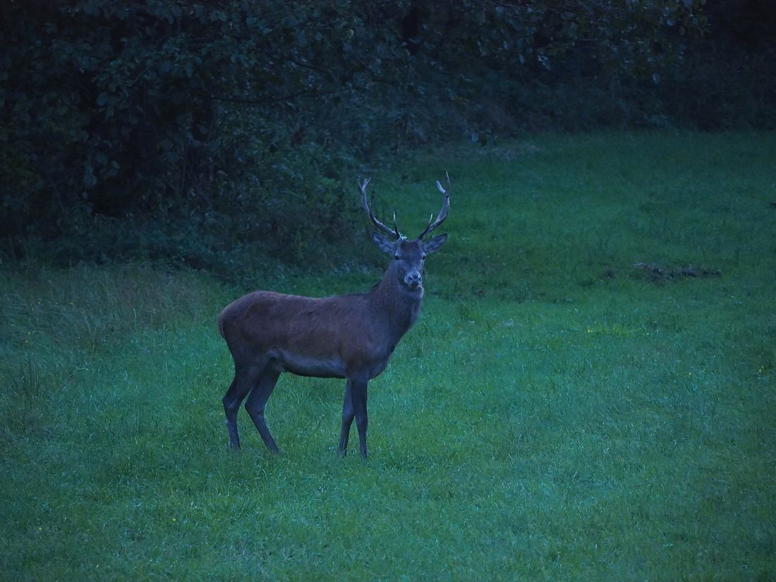 Nazwa:  P9170133_1.jpg
Wyświetleń: 304
Rozmiar:  486,6 KB