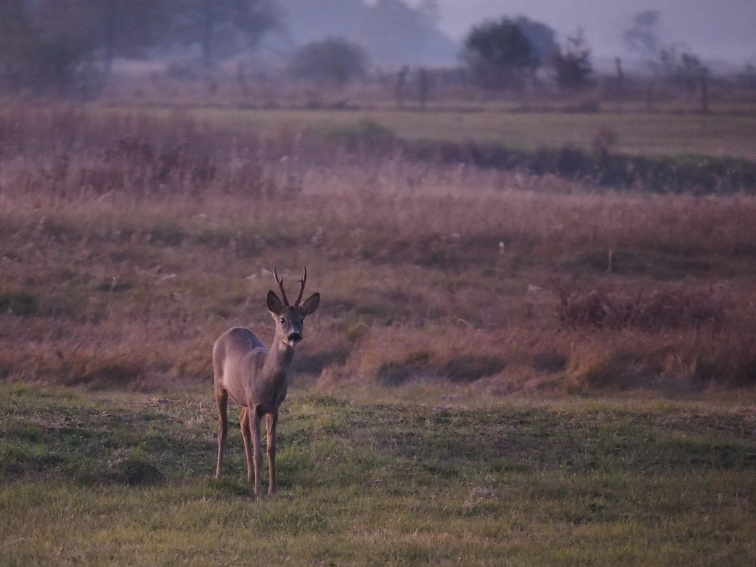 Nazwa:  PA130500_1.jpg
Wyświetleń: 310
Rozmiar:  413,4 KB