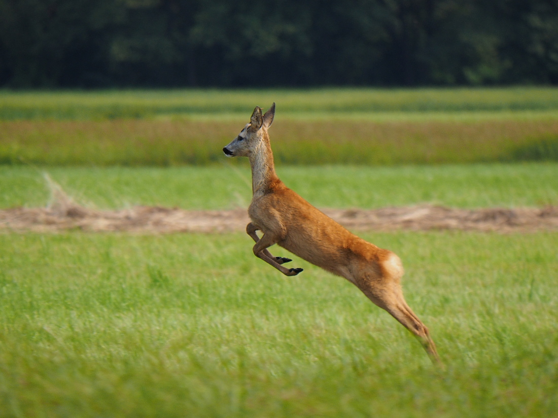 Nazwa:  P9020723_1.jpg
Wyświetleń: 310
Rozmiar:  328,8 KB