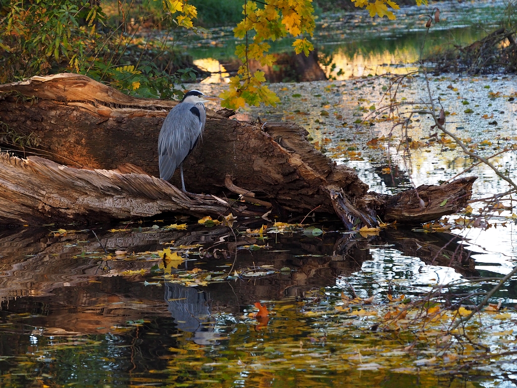 Nazwa:  PB061713a.jpg
Wyświetleń: 113
Rozmiar:  797,1 KB