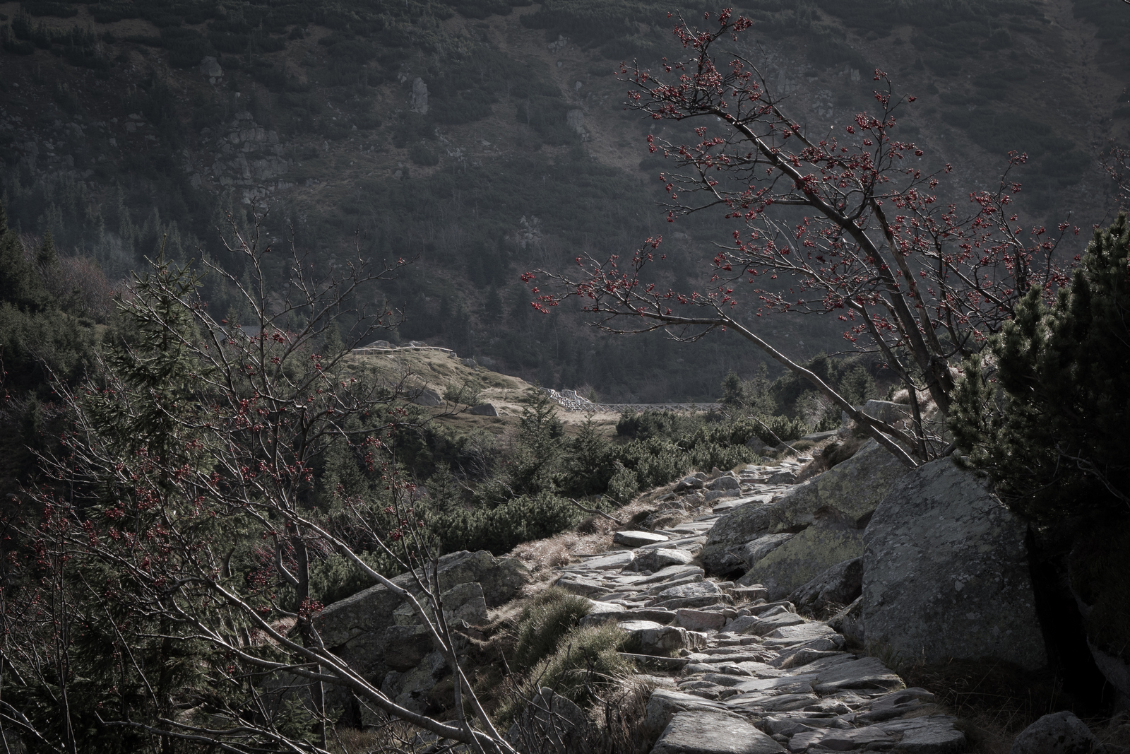 Nazwa:  P1075729m.jpg
Wyświetleń: 1017
Rozmiar:  1,28 MB