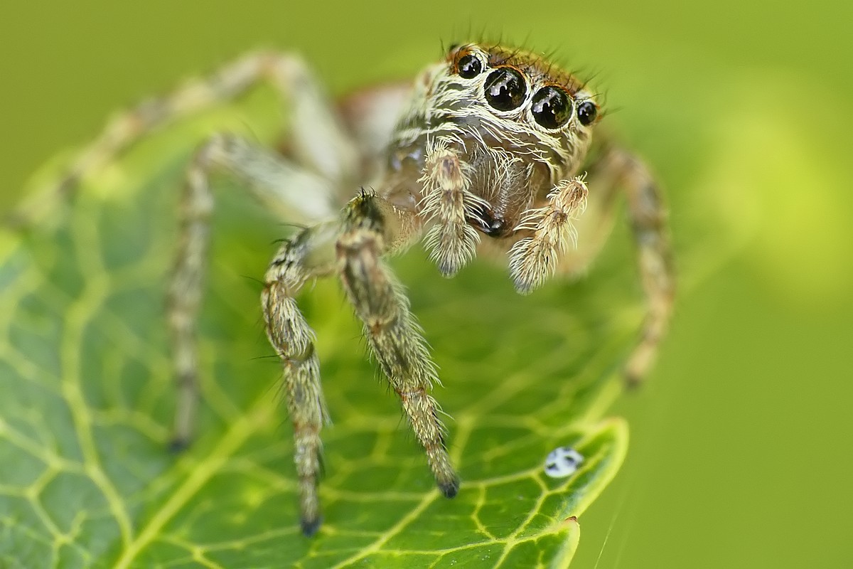 Nazwa:  skakun57281cf.jpg
Wyświetleń: 231
Rozmiar:  150,7 KB