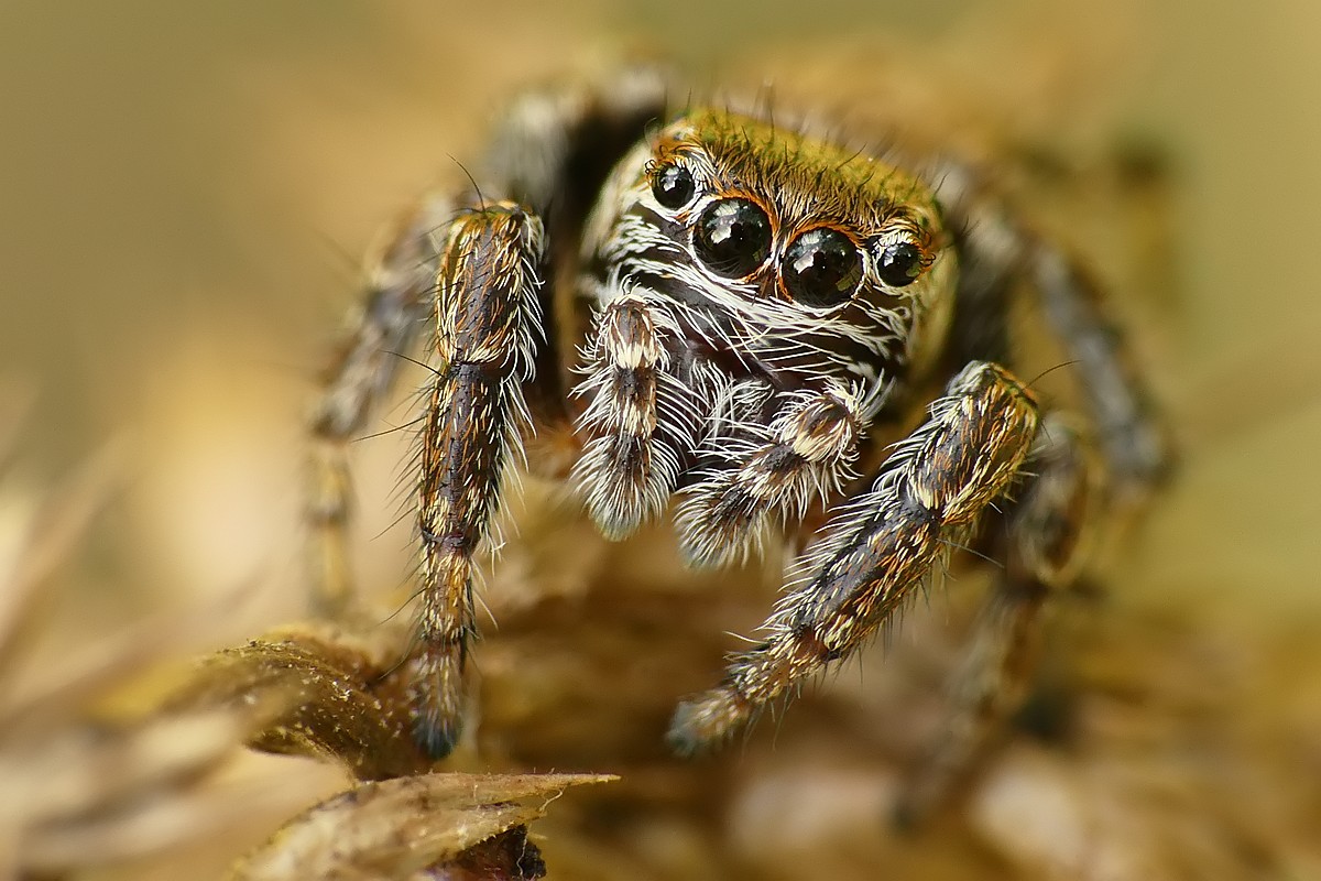Nazwa:  skakun54188cf.jpg
Wyświetleń: 236
Rozmiar:  202,9 KB