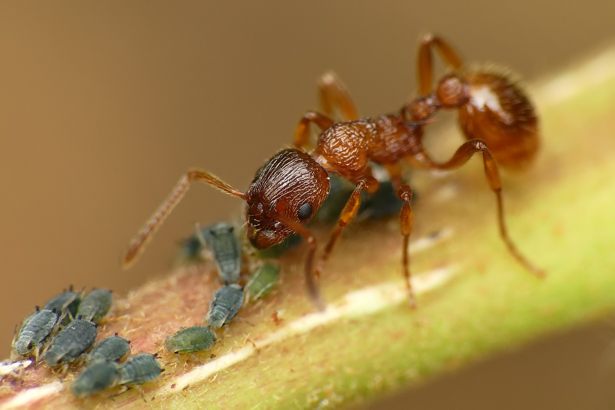 Nazwa:  mrowka51493cf.jpg
Wyświetleń: 223
Rozmiar:  129,1 KB