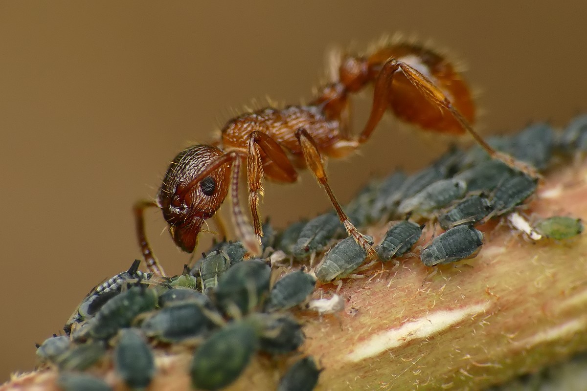 Nazwa:  mrowka51729cf.jpg
Wyświetleń: 276
Rozmiar:  159,8 KB