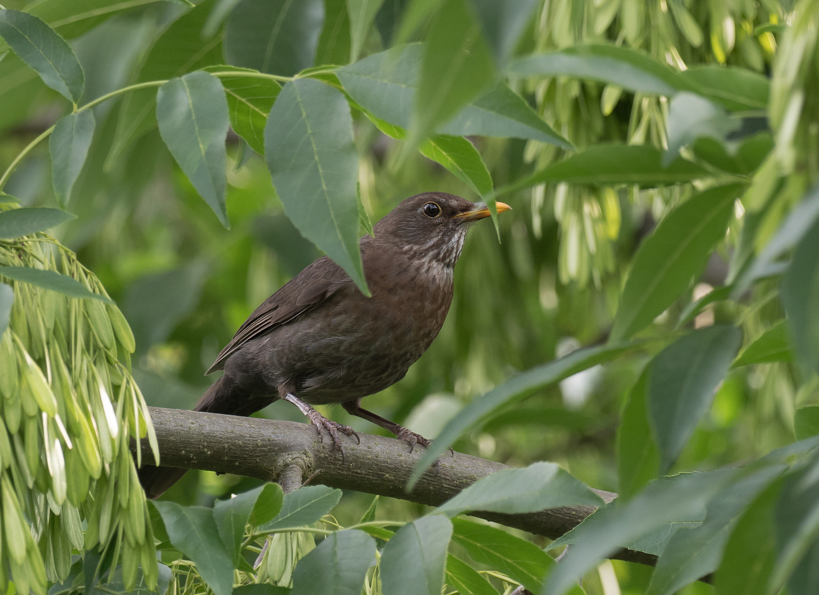 Nazwa:  P1061109m.jpg
Wyświetleń: 245
Rozmiar:  1,12 MB
