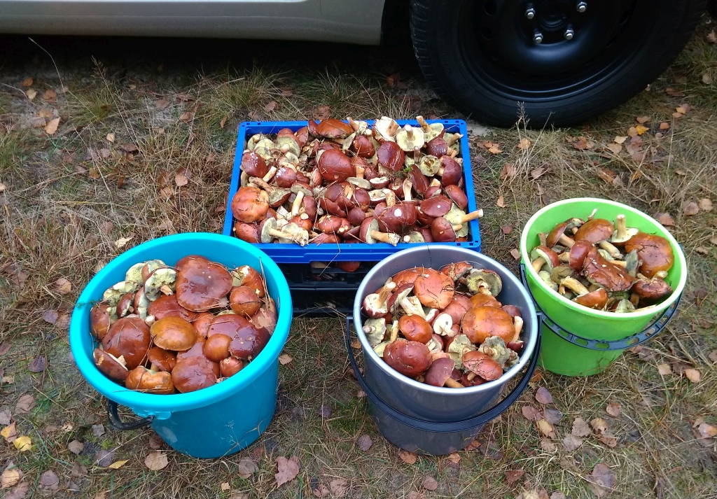 Nazwa:  IMG_20181111_131500.jpg
Wyświetleń: 154
Rozmiar:  569,7 KB