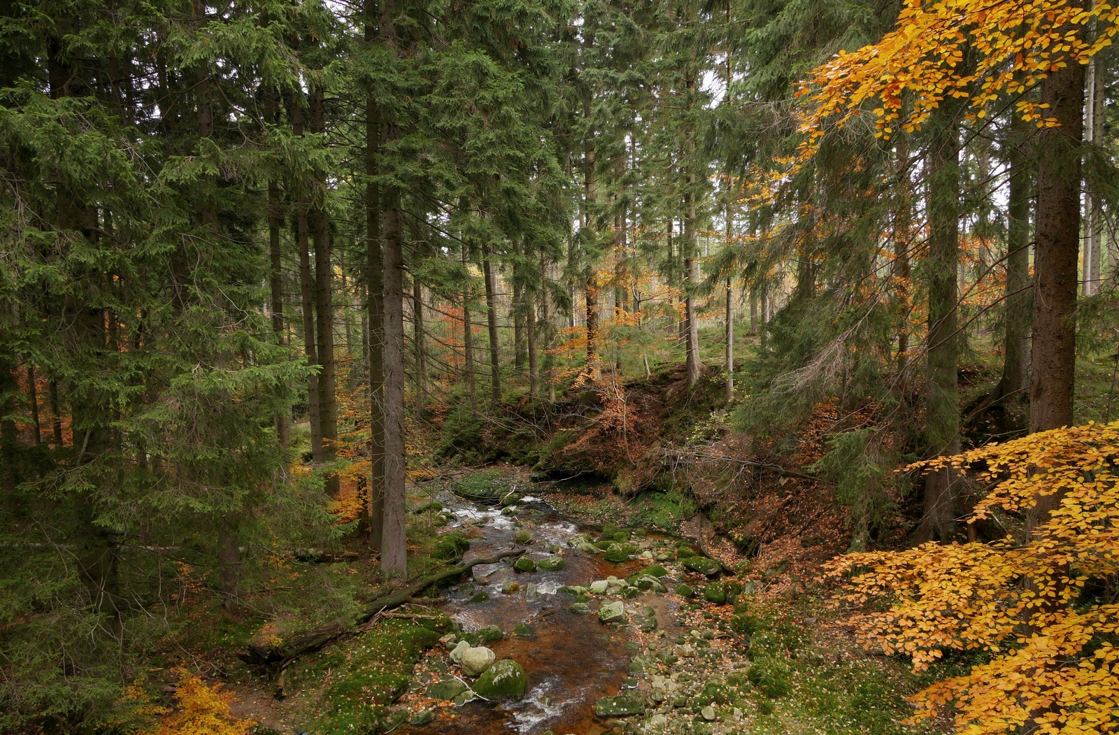 Nazwa:  DSC04380m.jpg
Wyświetleń: 762
Rozmiar:  1.003,2 KB